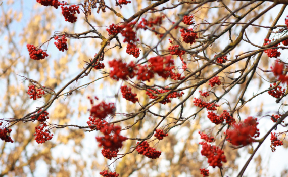 Шанс от Вселенной: какие двери откроет декабрь 2025 для вашего знака Зодиака — ключ судьбы