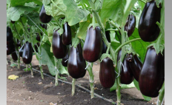 Секрет огородников-профи: как получить 10 кг синеньких с куста — 5 правил для капризных баклажанов Секрет огородников-профи: как получить 10 кг синеньких с куста — 5 правил для капризных баклажанов